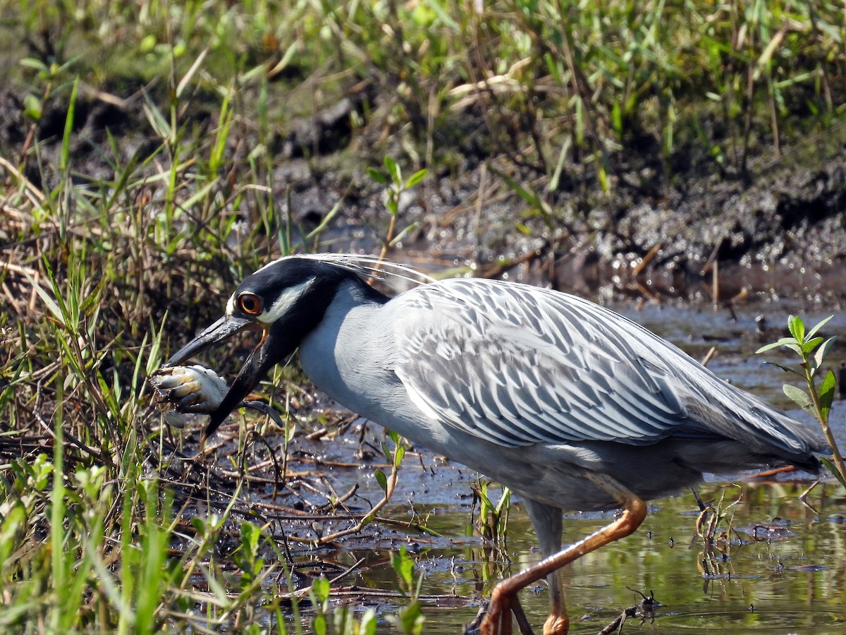 Yellow-crowned Night Heron - Carly Wainwright