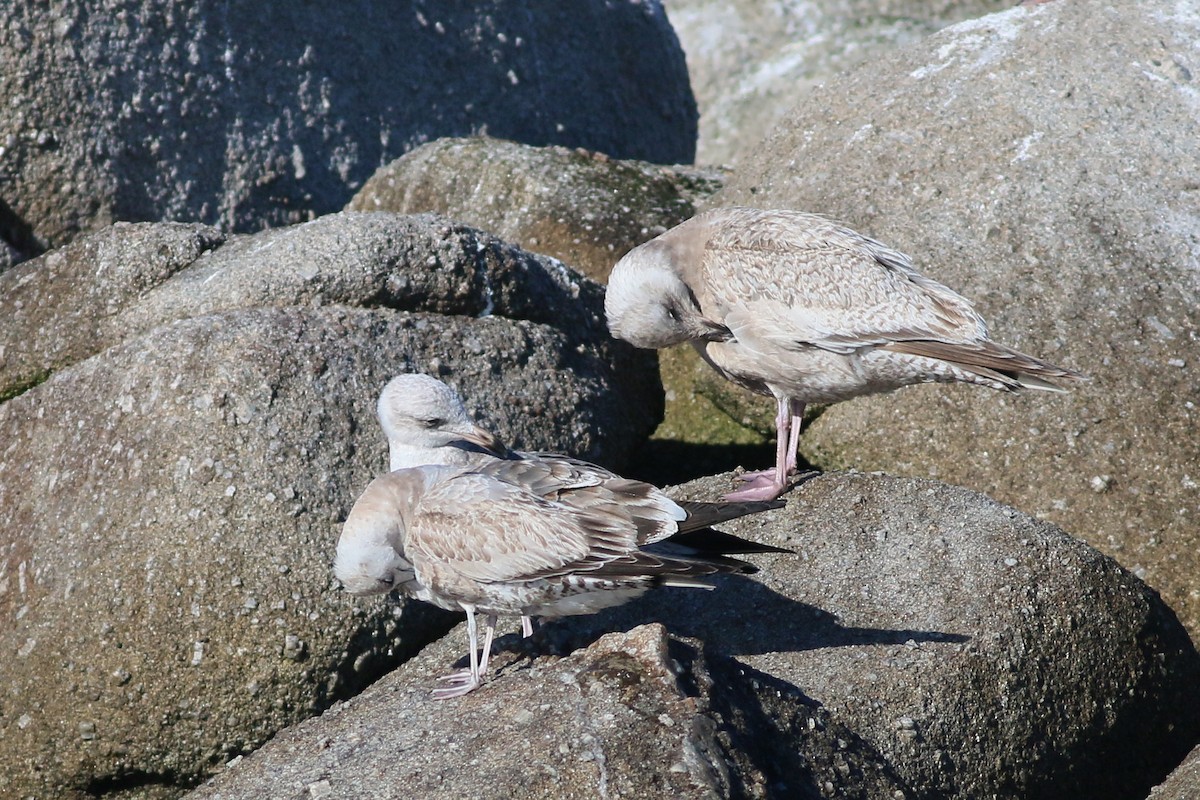 Short-billed Gull - ML617932437