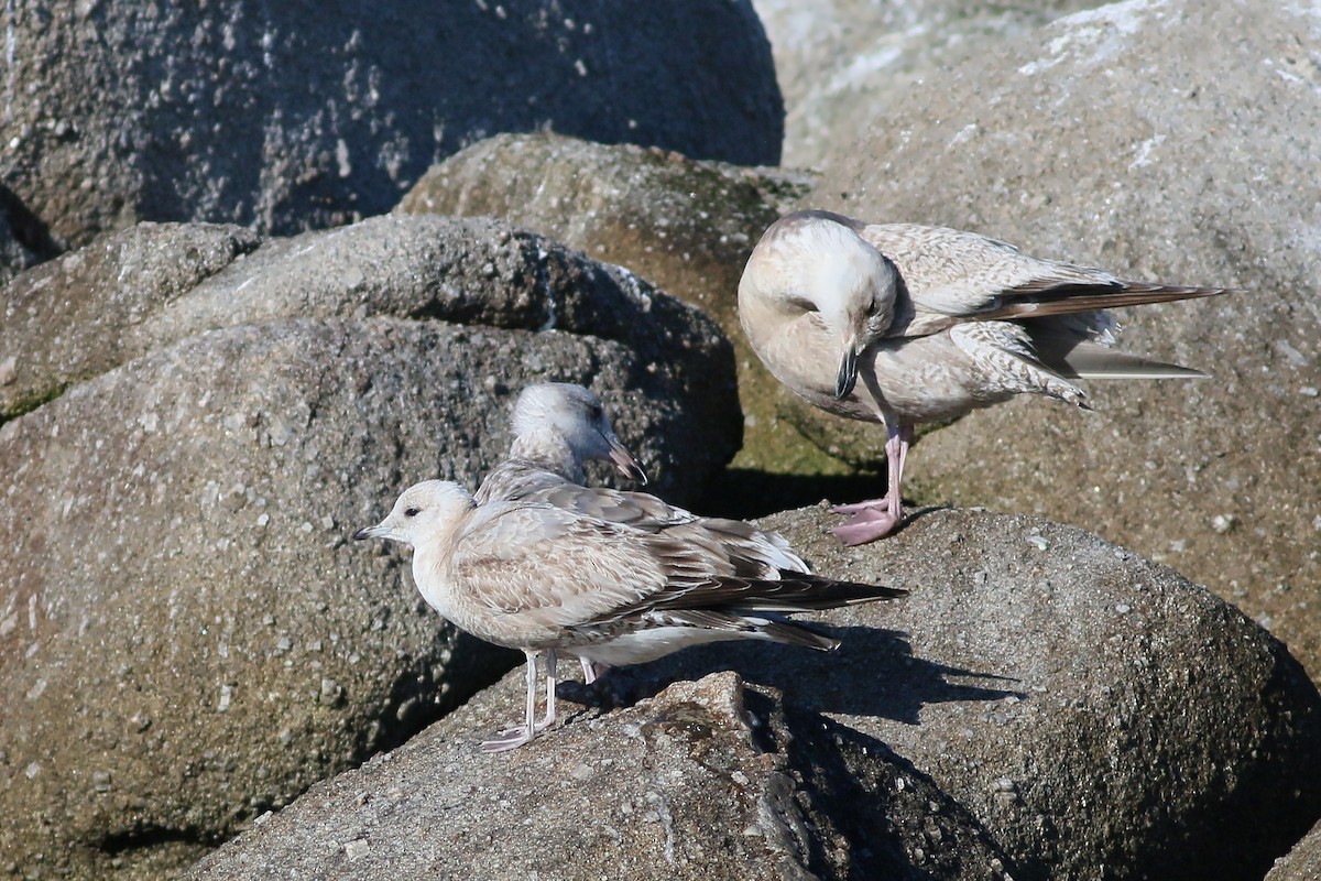 Short-billed Gull - ML617932438