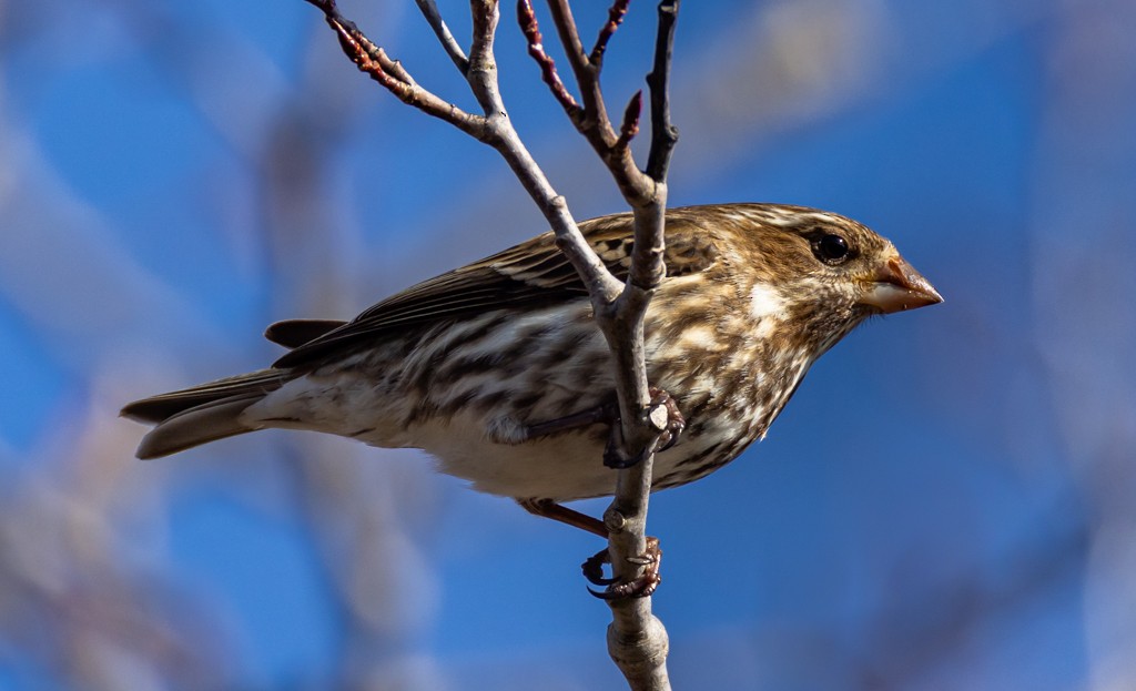 Purple Finch - ML617932474