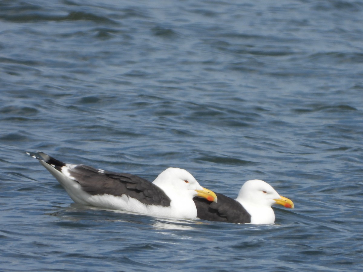 Great Black-backed Gull - jeffrey kramer