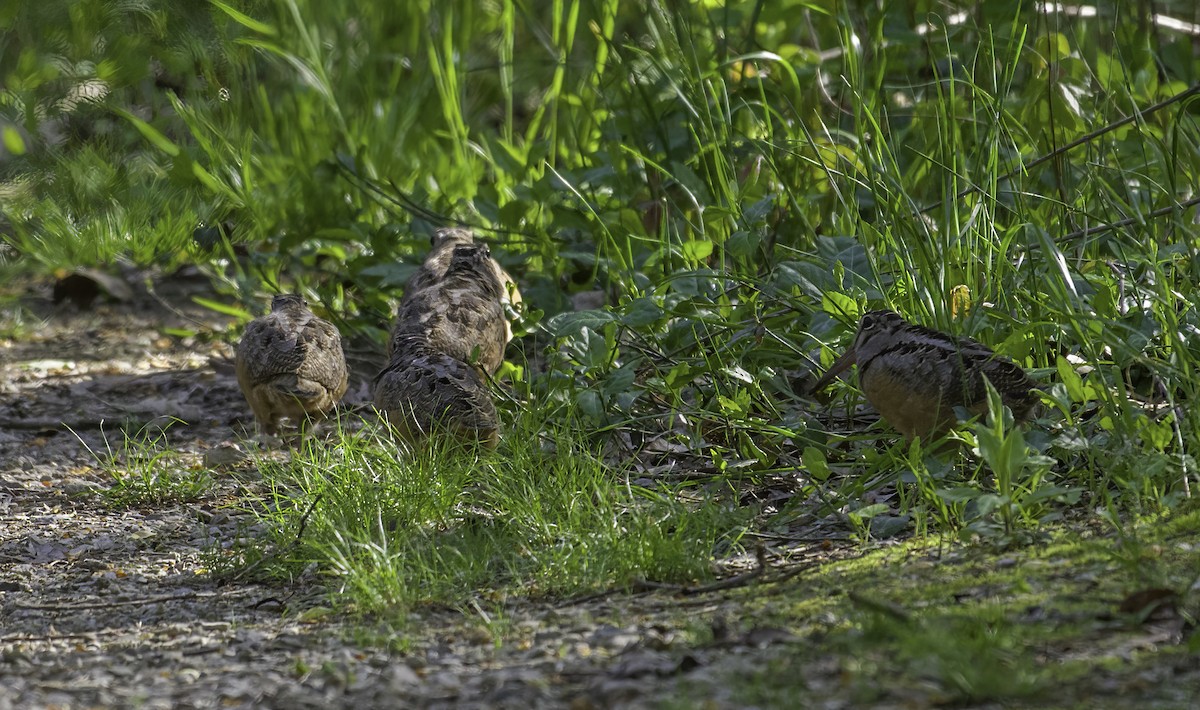 American Woodcock - ML617932494