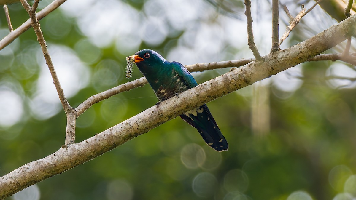 Asian Emerald Cuckoo - Peter Kennerley