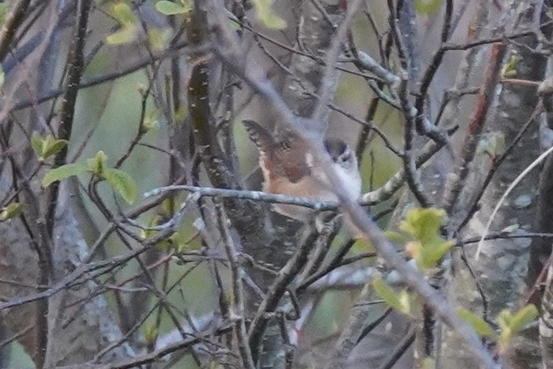 Marsh Wren - ML617932500