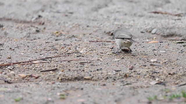 Oak Titmouse - ML617932578