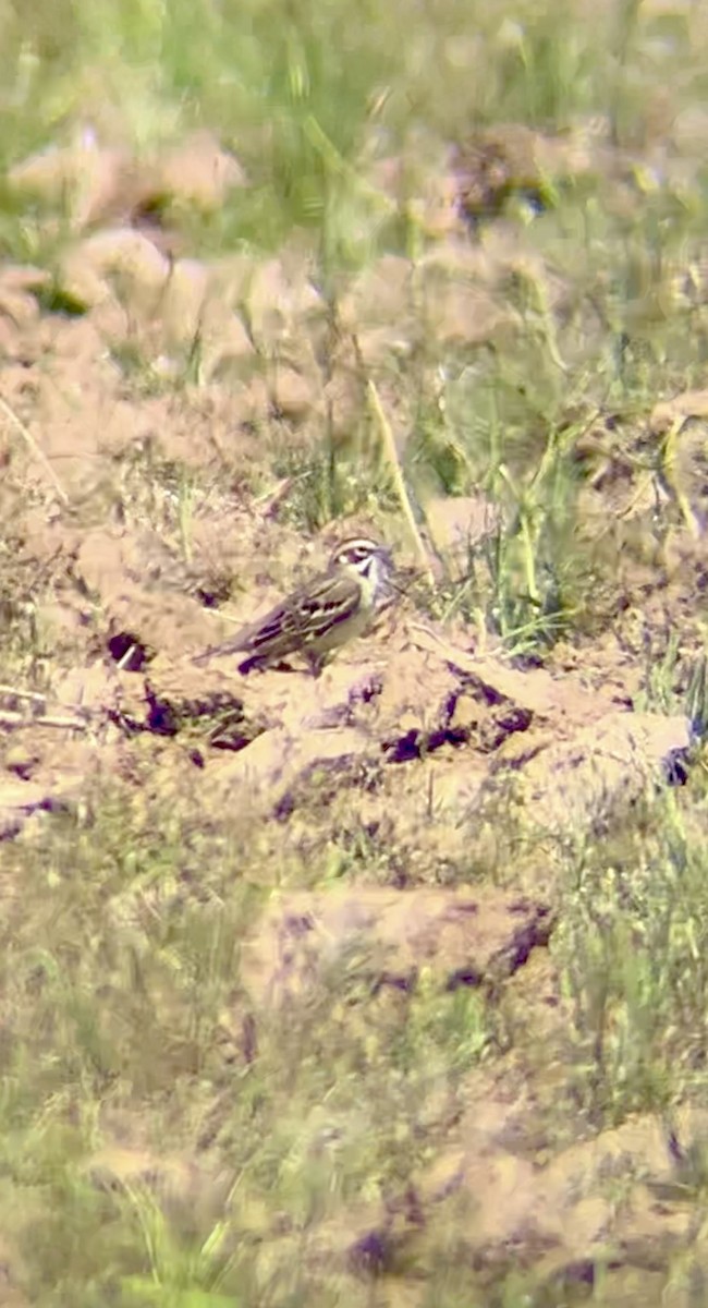 Lark Sparrow - Jeremiah Oden