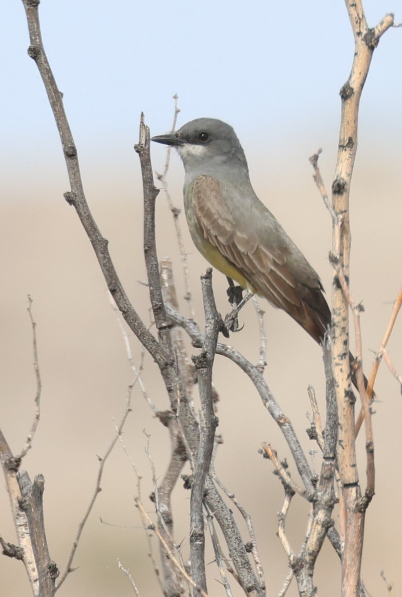 Cassin's Kingbird - ML617932585
