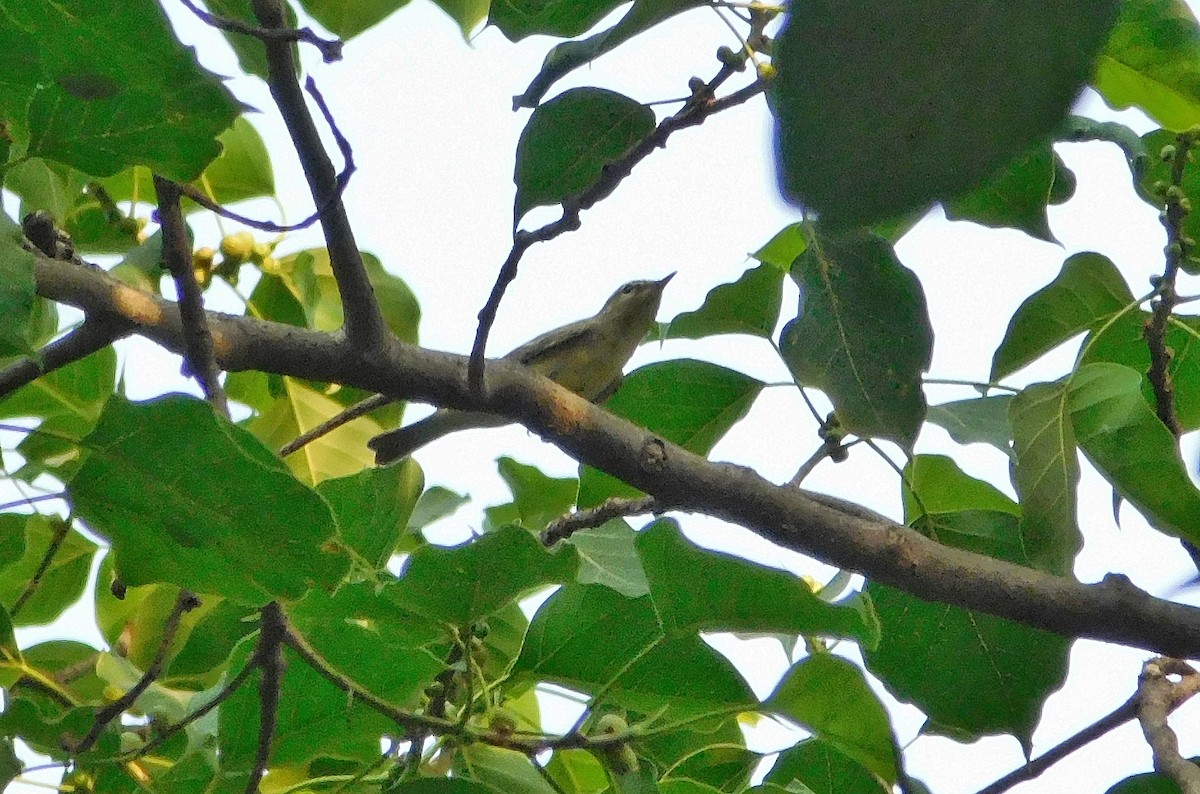 Large-billed Leaf Warbler - Adil Chowdhury