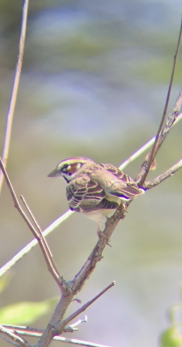 Lark Sparrow - Jeremiah Oden