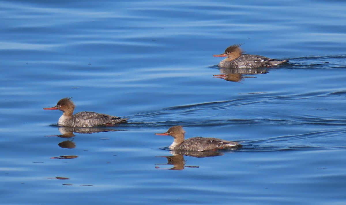 Red-breasted Merganser - ML617932649