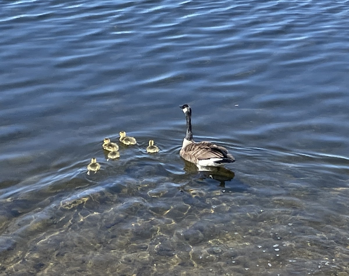 Canada Goose - ML617932652