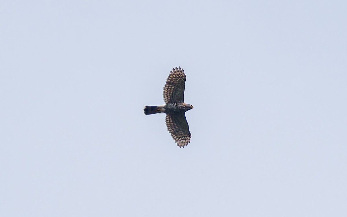 Crested Goshawk - ML617932711