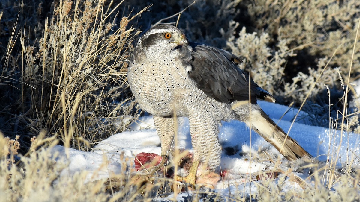 American Goshawk - Ryan Claar