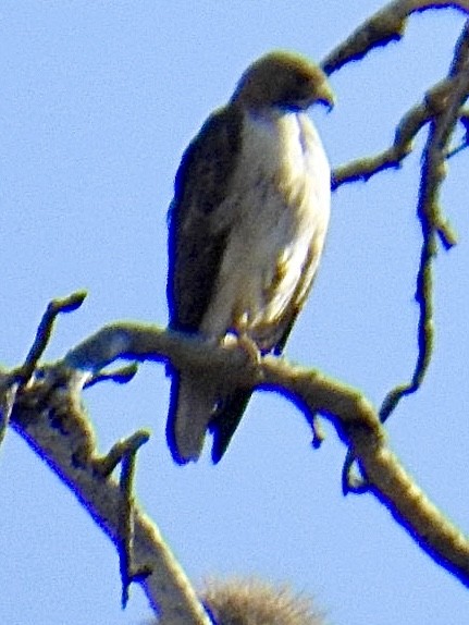 Red-tailed Hawk - ML617932745