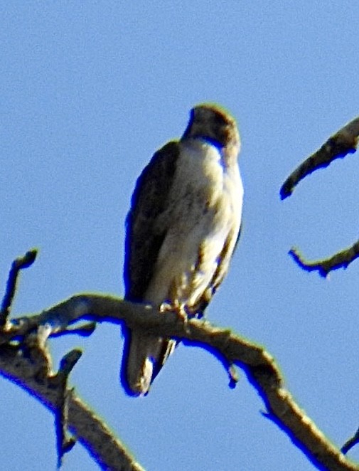 Red-tailed Hawk - ML617932746