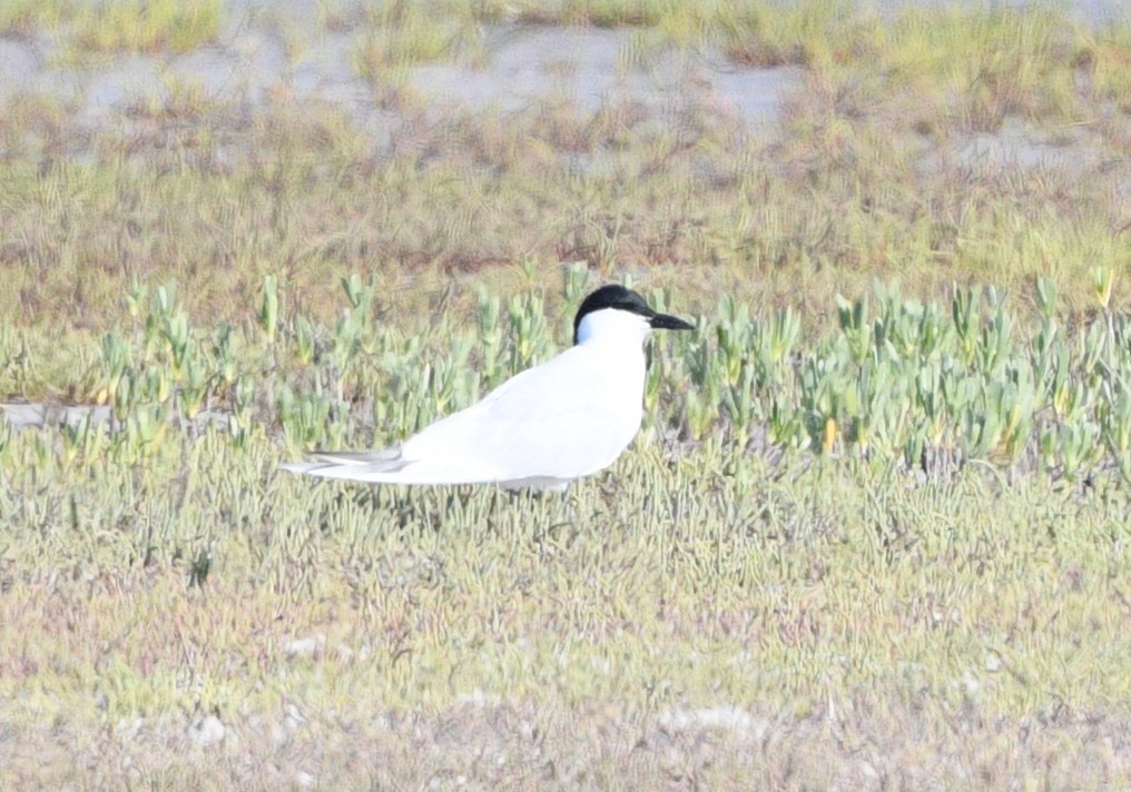 Gull-billed Tern - ML617932770