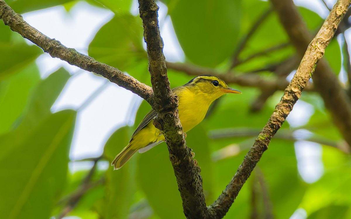 Mosquitero Roquero - ML617932778