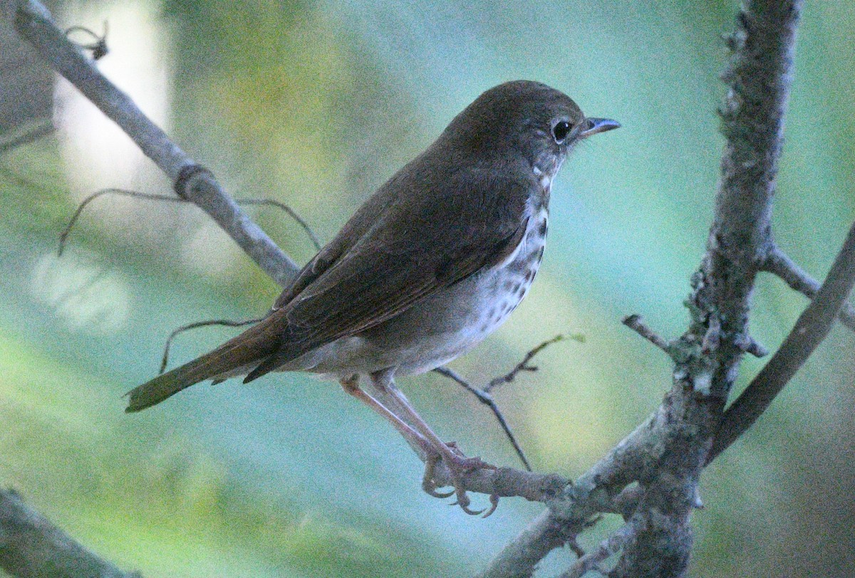 Hermit Thrush - Elizabeth Hawkins