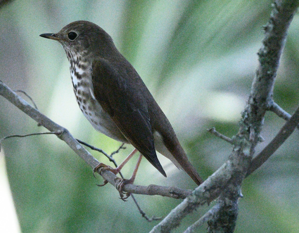 Hermit Thrush - ML617932802