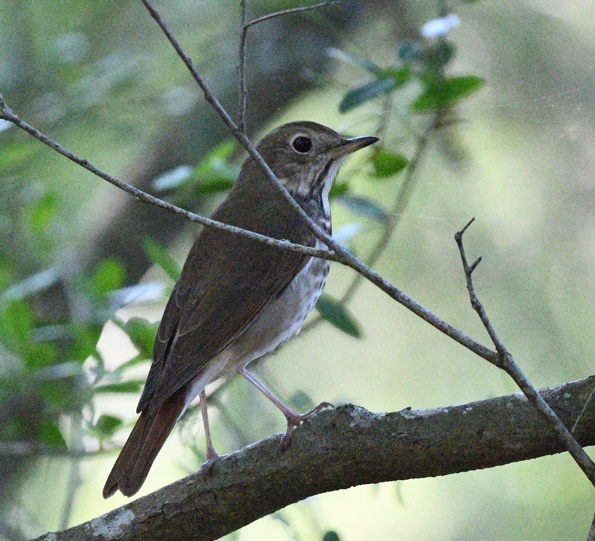 Hermit Thrush - ML617932804