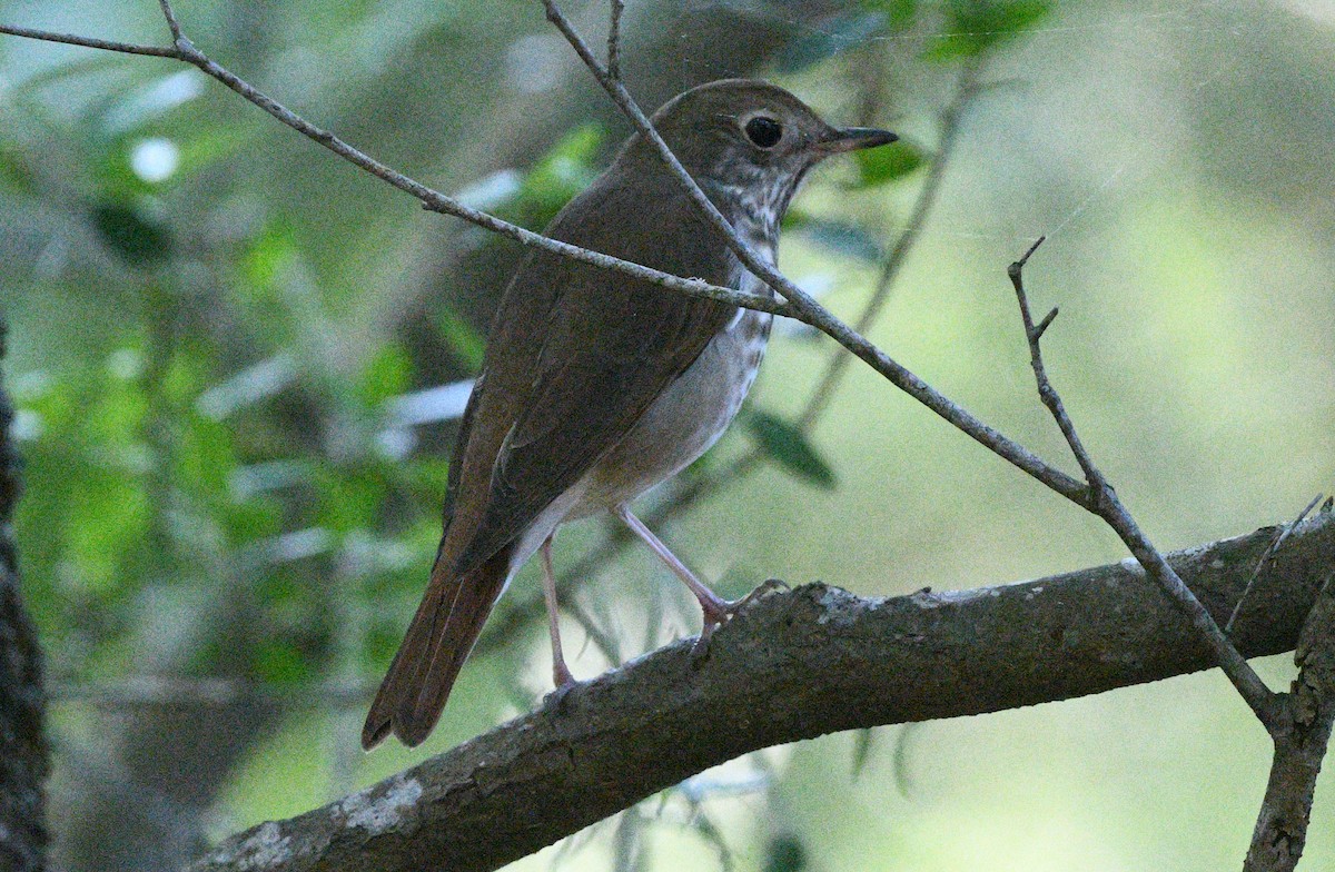 Hermit Thrush - ML617932806