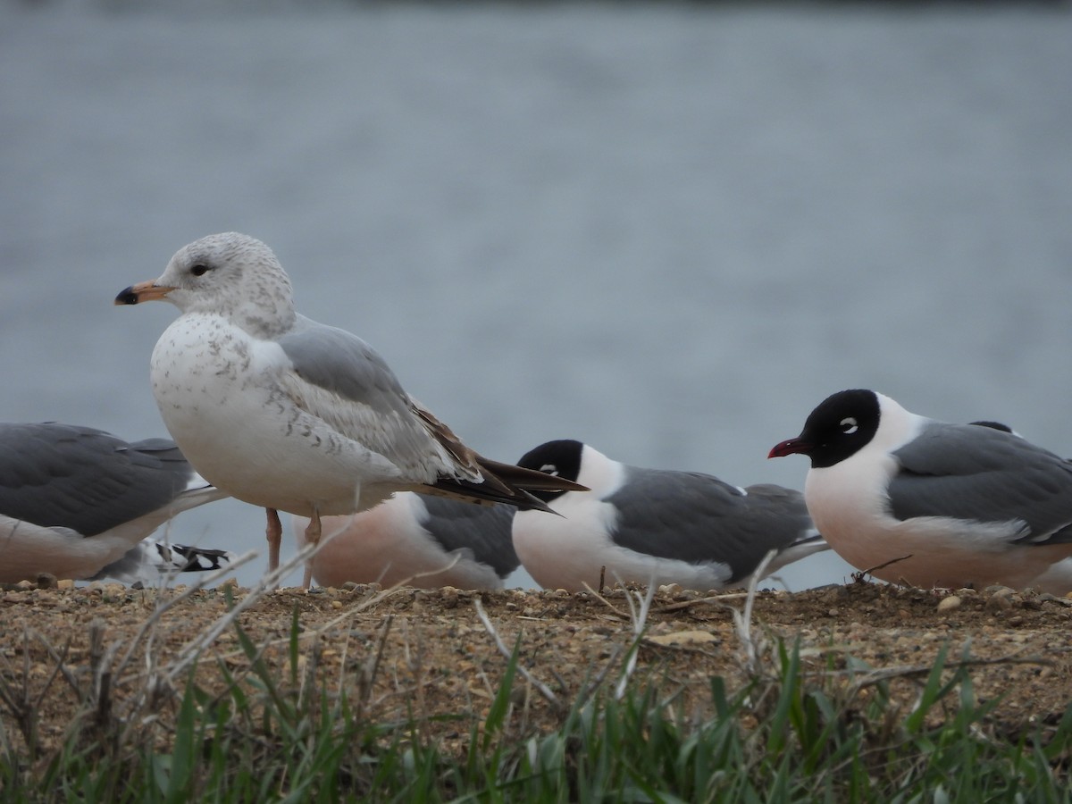 Ring-billed Gull - Kimberly Emerson