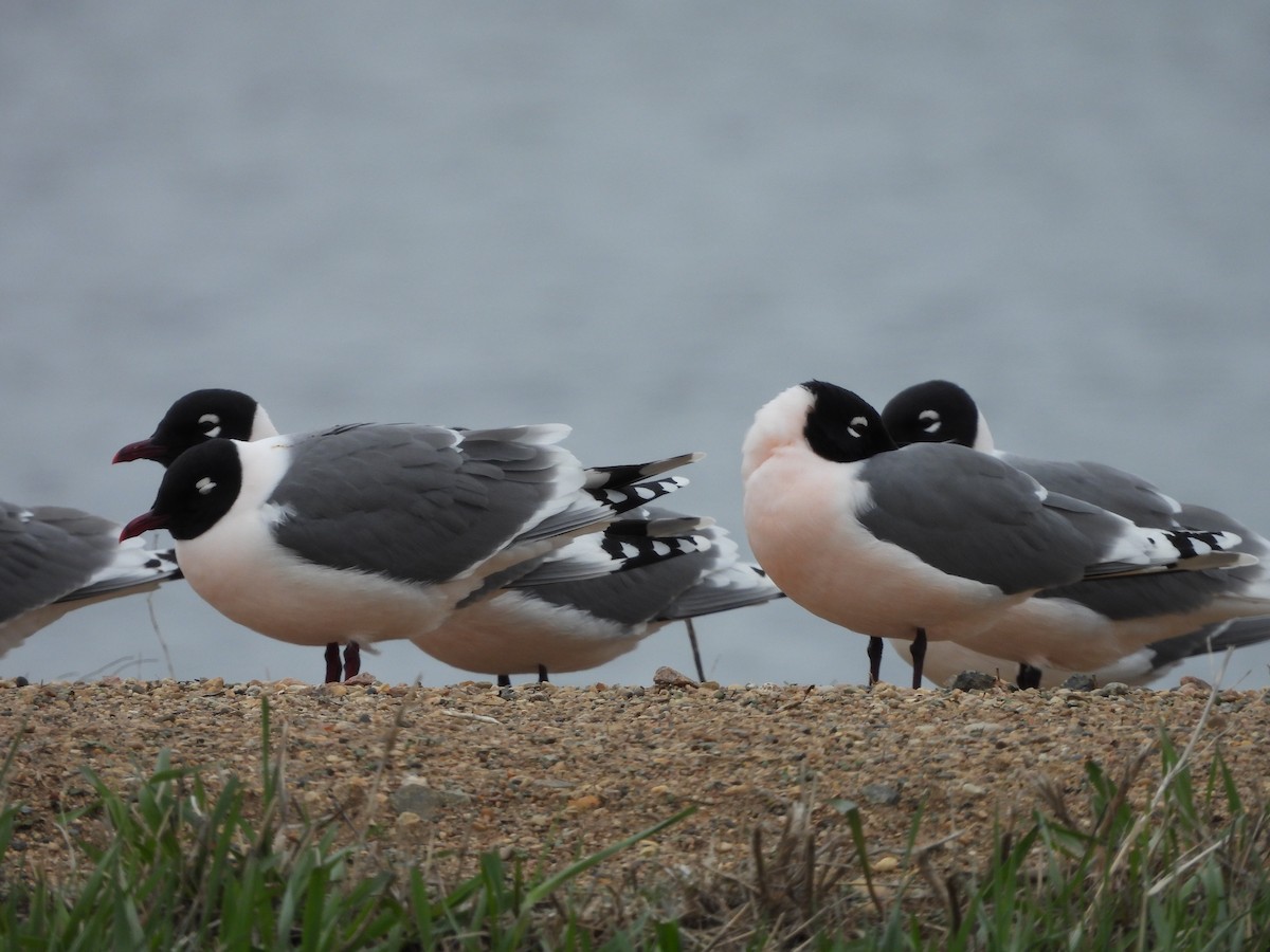 Franklin's Gull - Kimberly Emerson