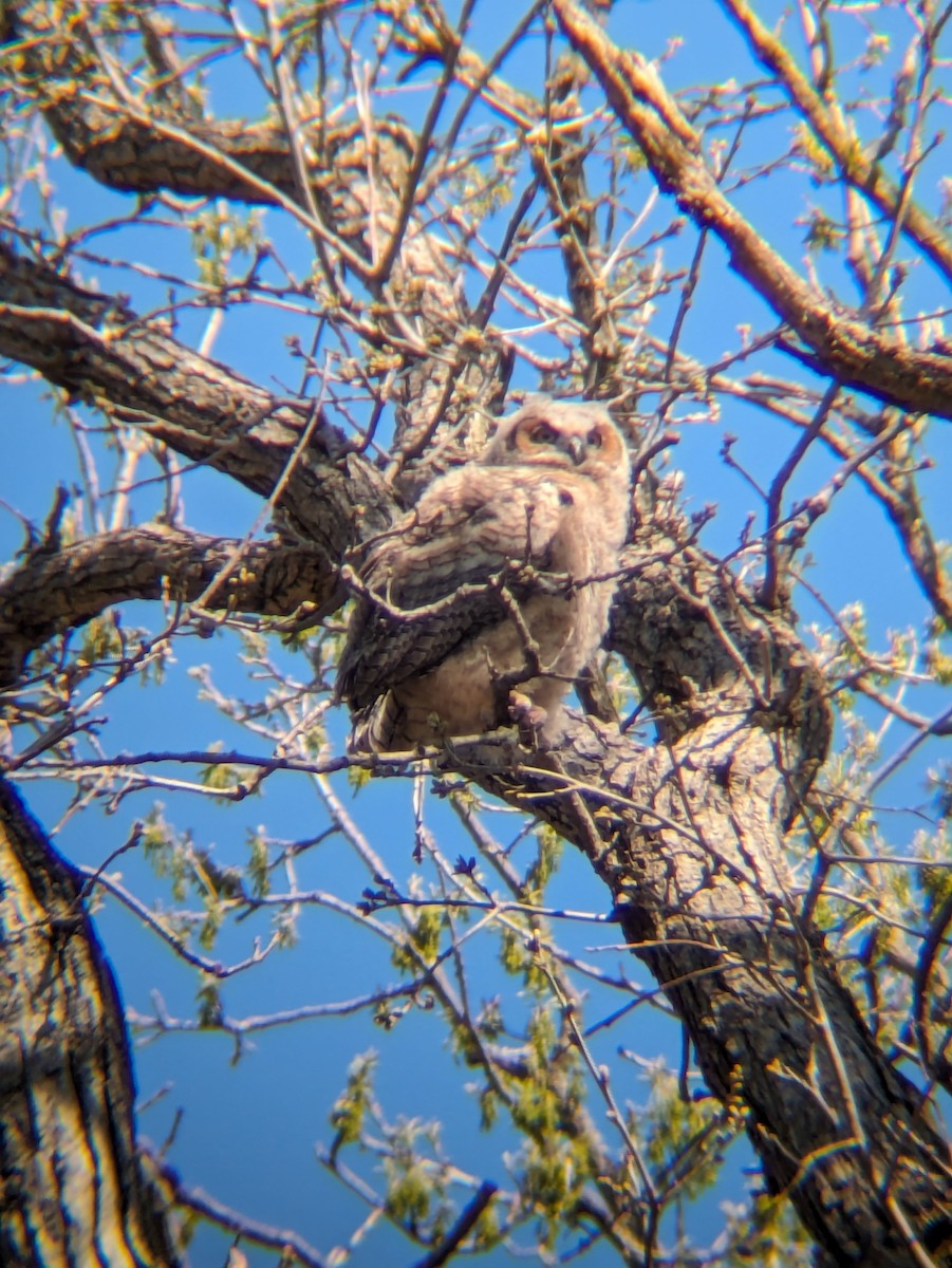 Great Horned Owl - ML617932845
