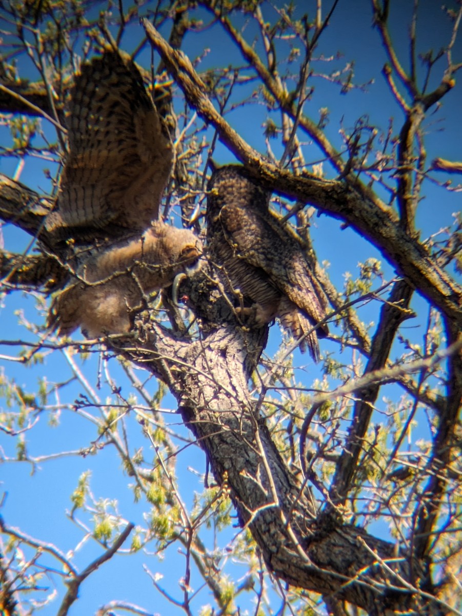 Great Horned Owl - ML617932849