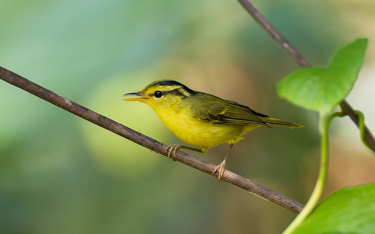 Limestone Leaf Warbler - ML617932854