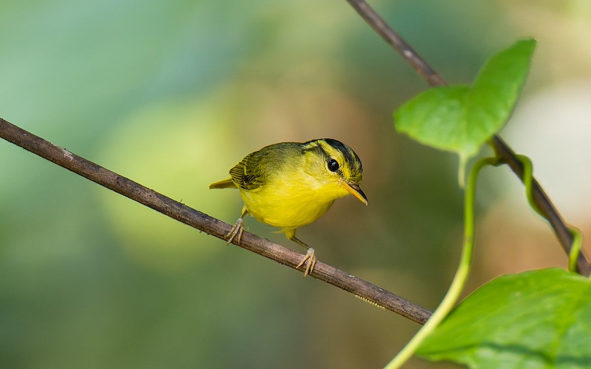 Limestone Leaf Warbler - ML617932879