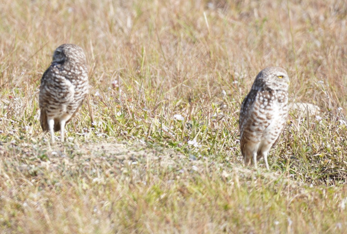 Burrowing Owl - Brian Rapoza