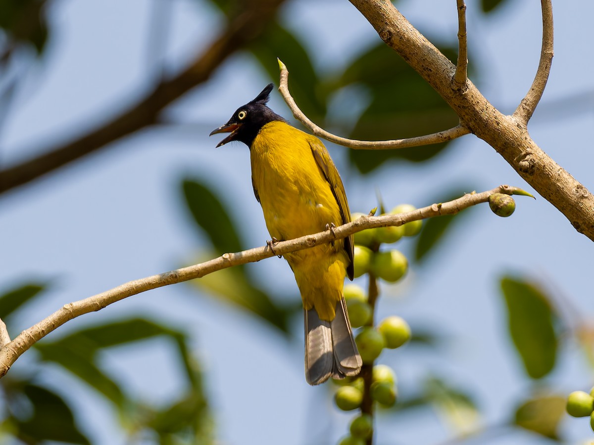 Black-crested Bulbul - ML617932914