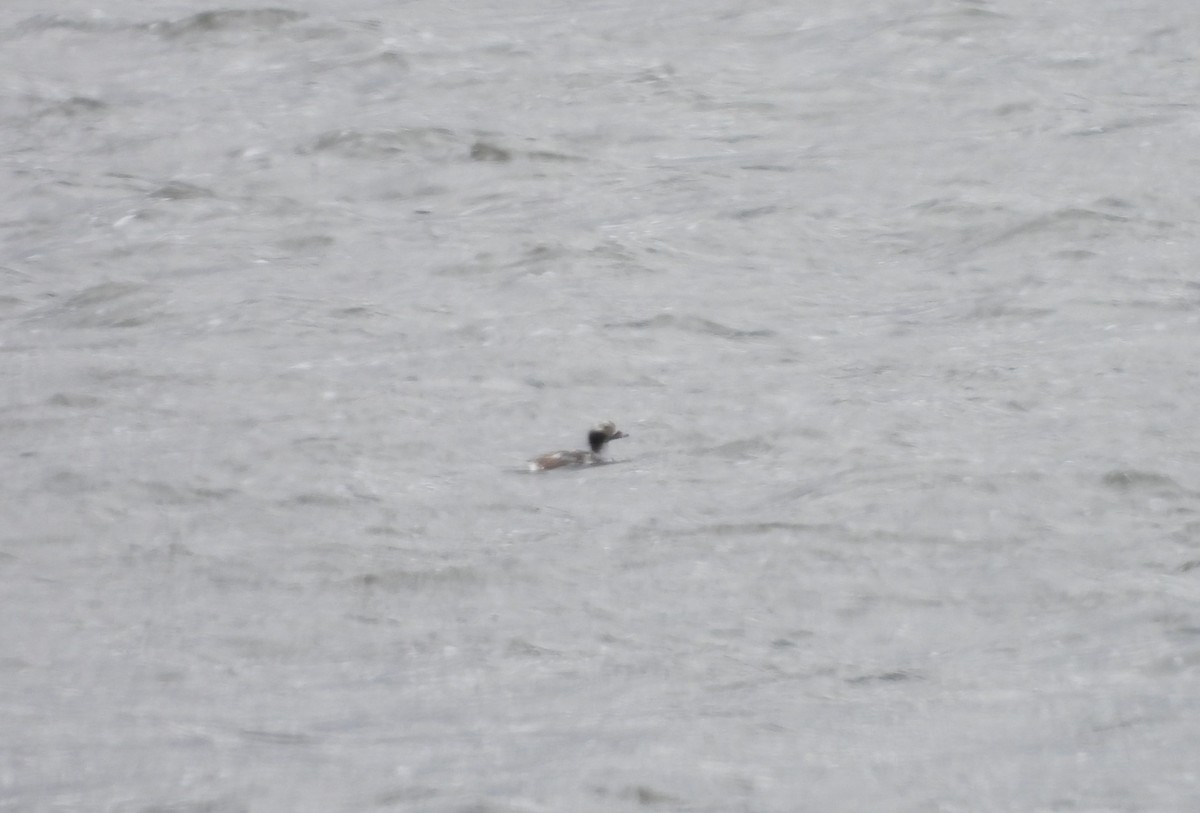 Long-tailed Duck - Kimberly Emerson