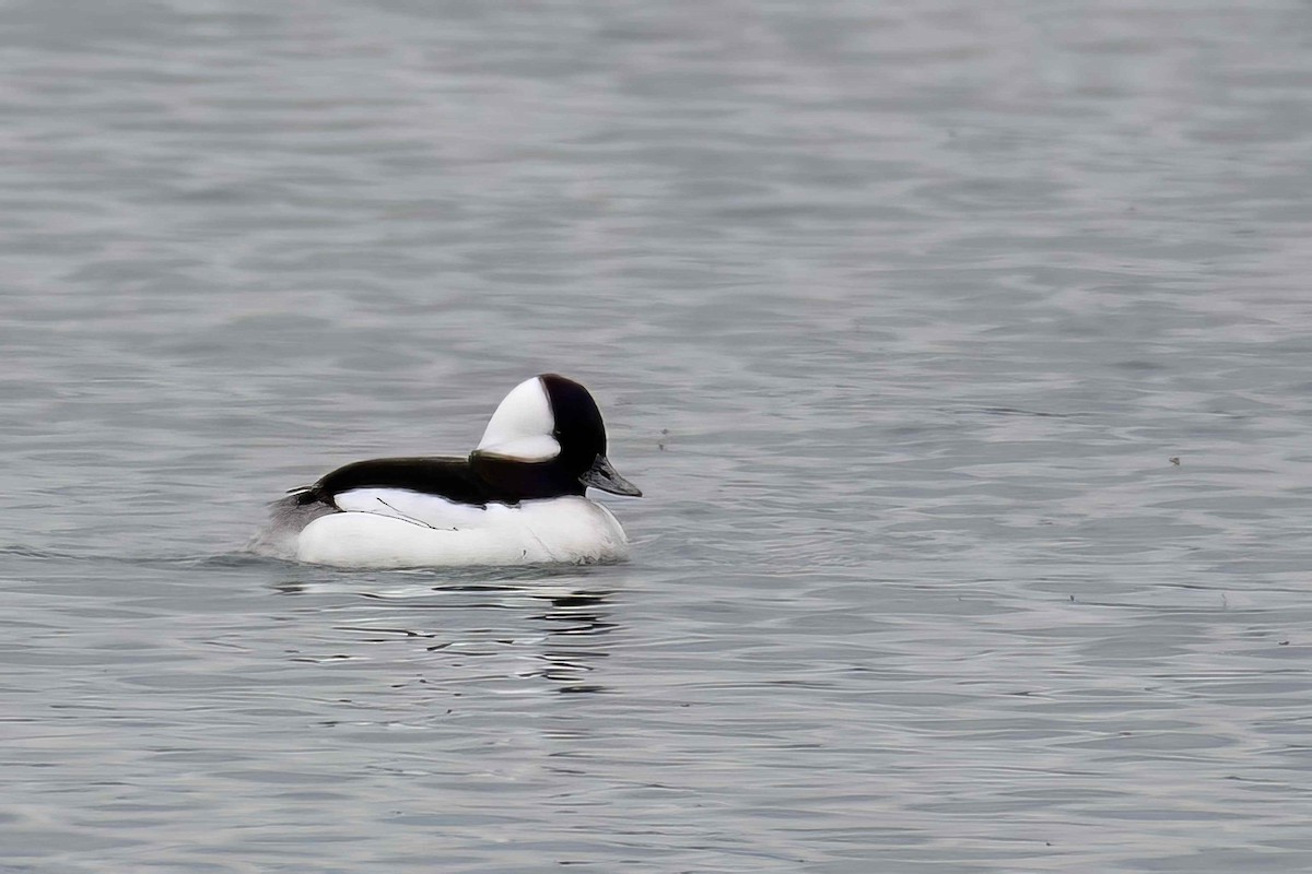 Bufflehead - ML617932927