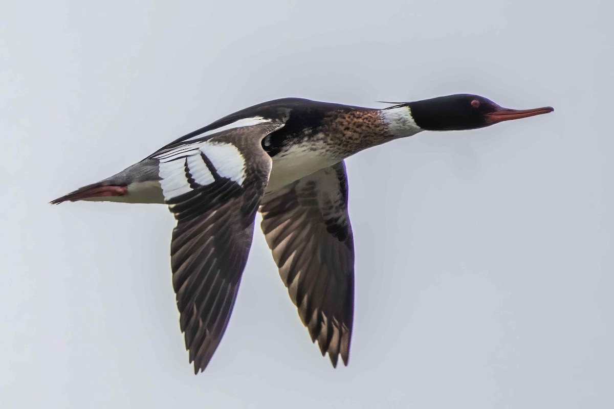 Red-breasted Merganser - Waqar Mursalin