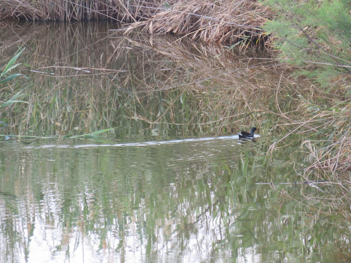 Eurasian Moorhen - ML617932975