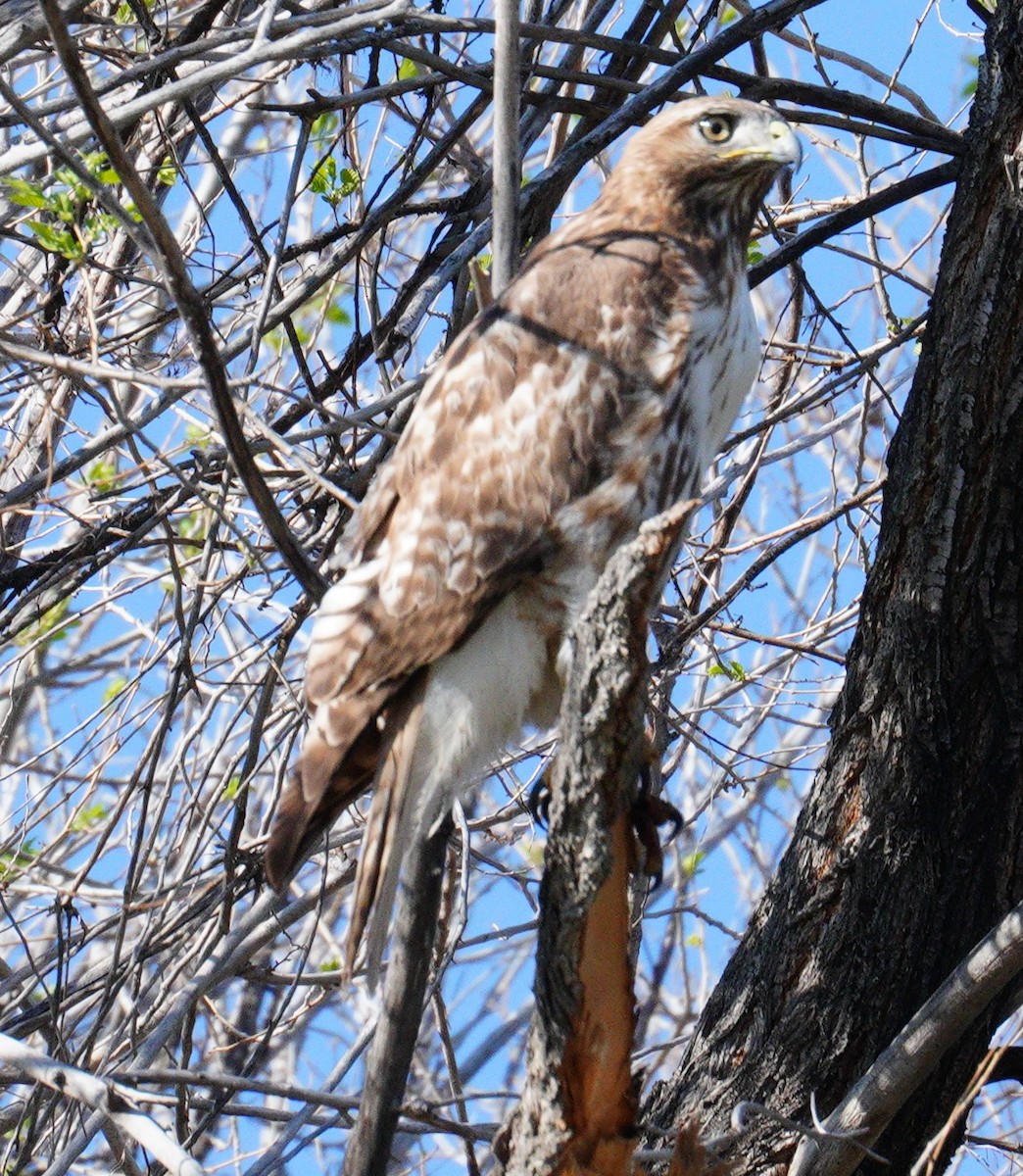 Red-tailed Hawk - linda p