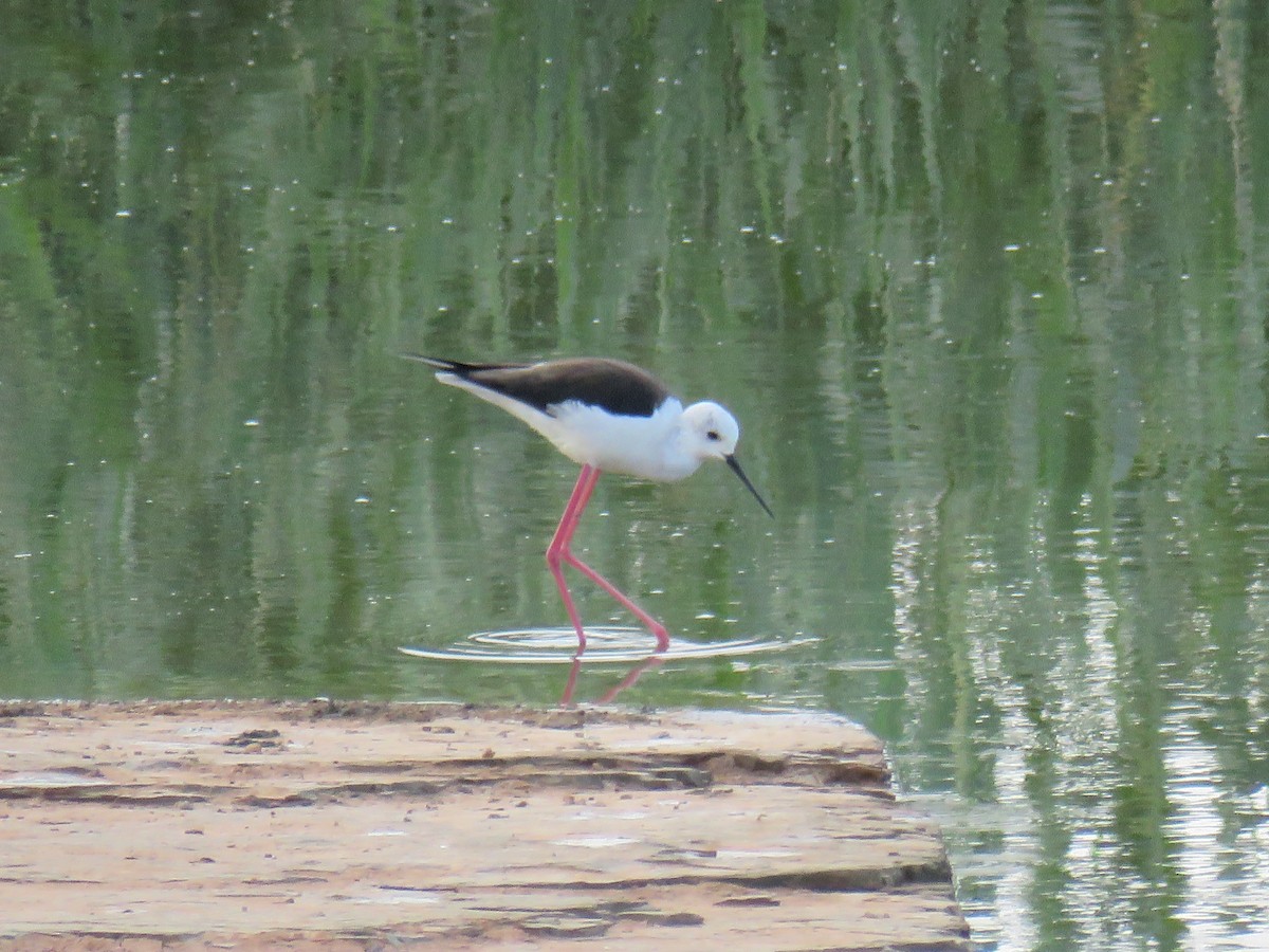 Black-winged Stilt - ML617932991