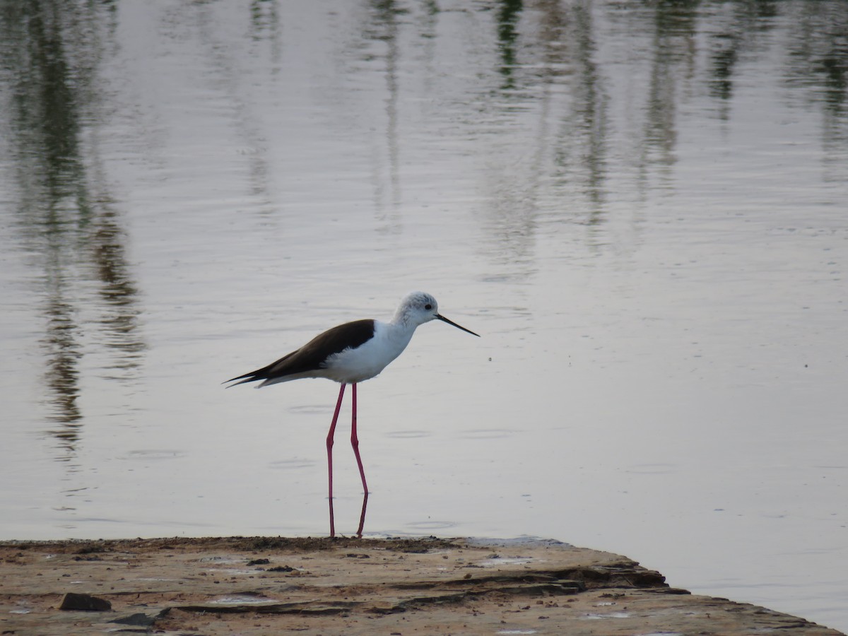 Black-winged Stilt - ML617932992