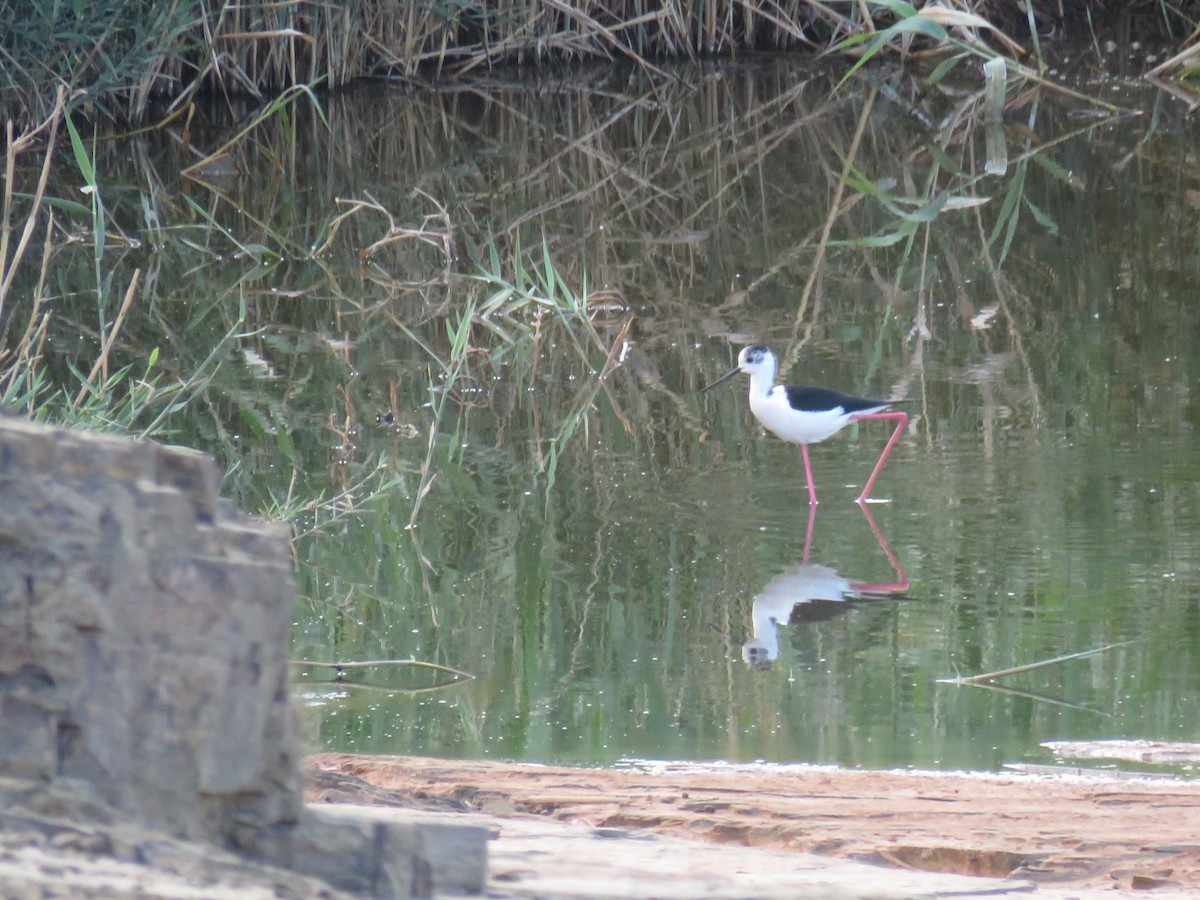 Black-winged Stilt - ML617932993