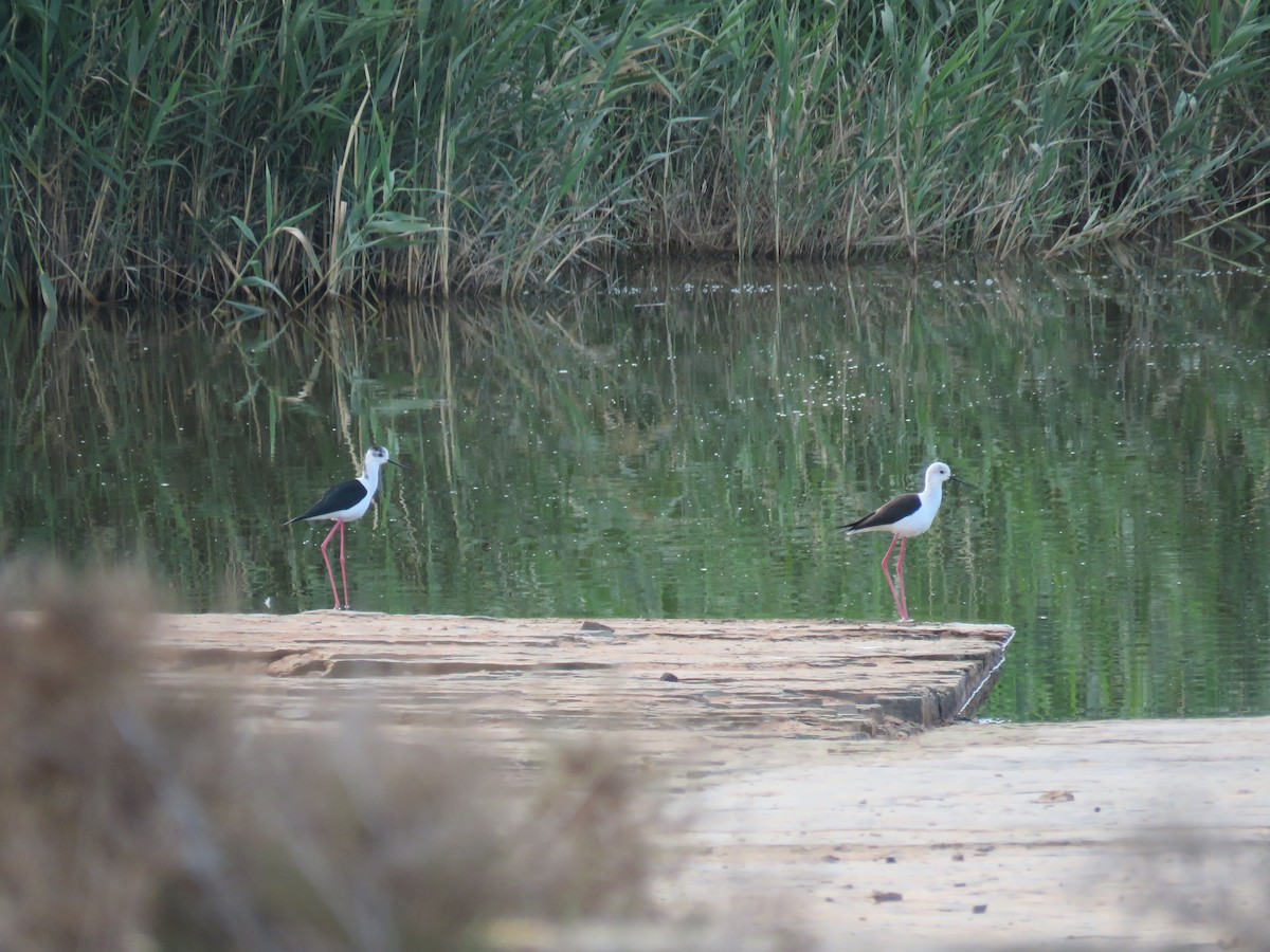 Black-winged Stilt - Natalia Rojas Estévez