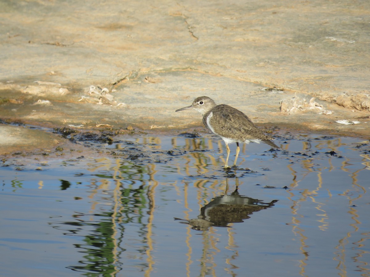 Common Sandpiper - ML617933003