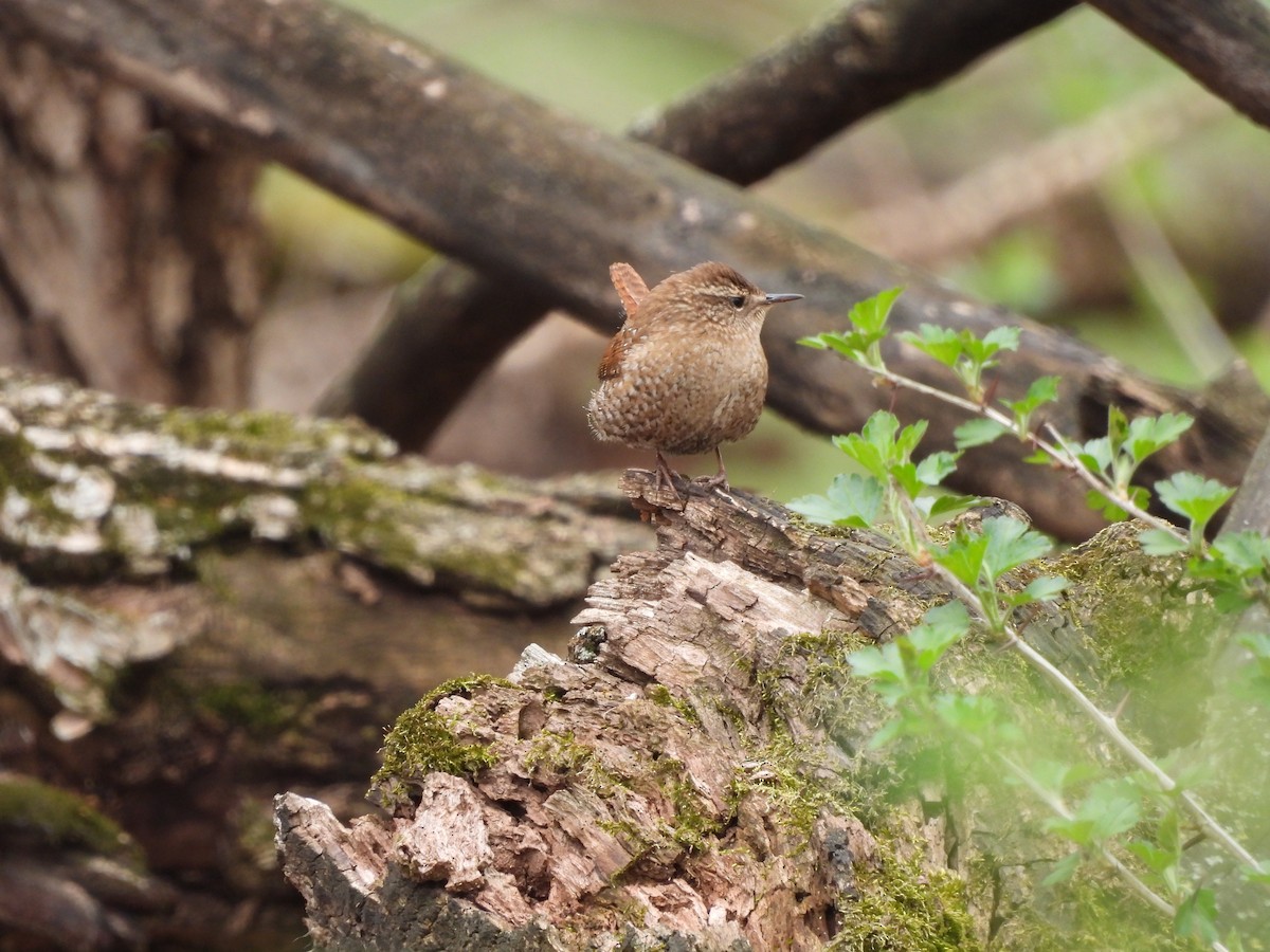 Winter Wren - Kimberly Emerson