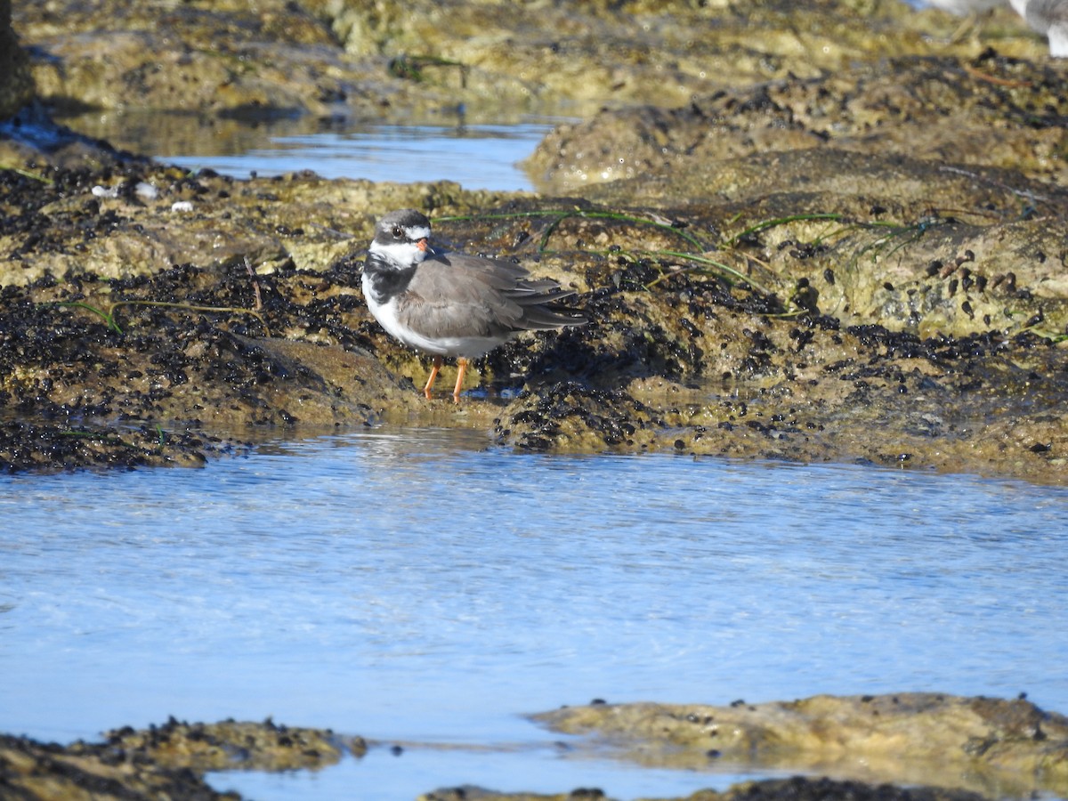 Semipalmated Plover - ML617933016