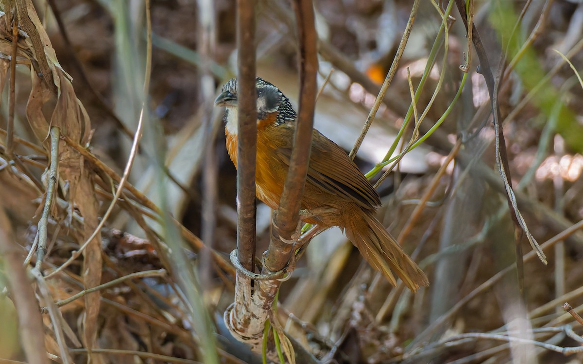 Spot-necked Babbler - ML617933075