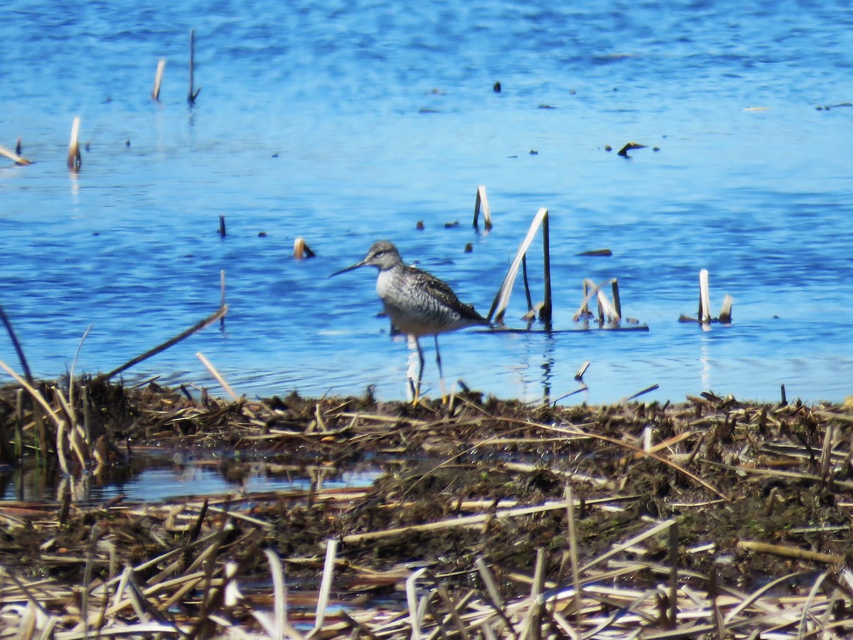 Greater Yellowlegs - Michel Turcot