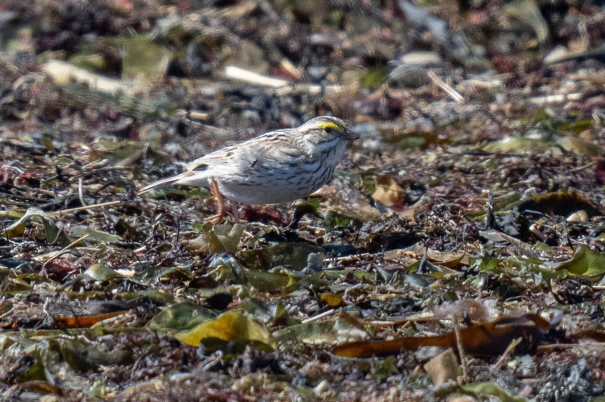 Savannah Sparrow (Ipswich) - ML617933120