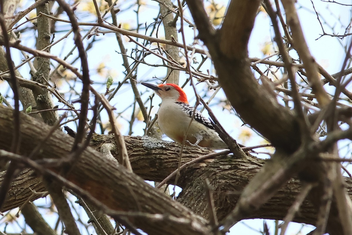 Red-bellied Woodpecker - ML617933131