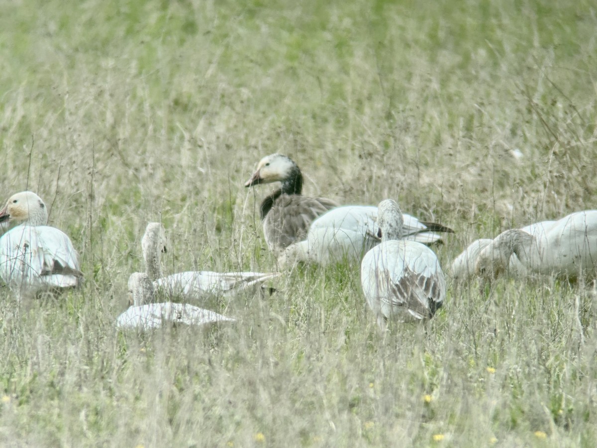 Snow Goose - ML617933133